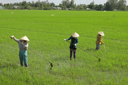 Hạn mặn và câu chuyện biến đổi khí hậu ở Đồng bằng sông Cửu Long (22/2/2016)